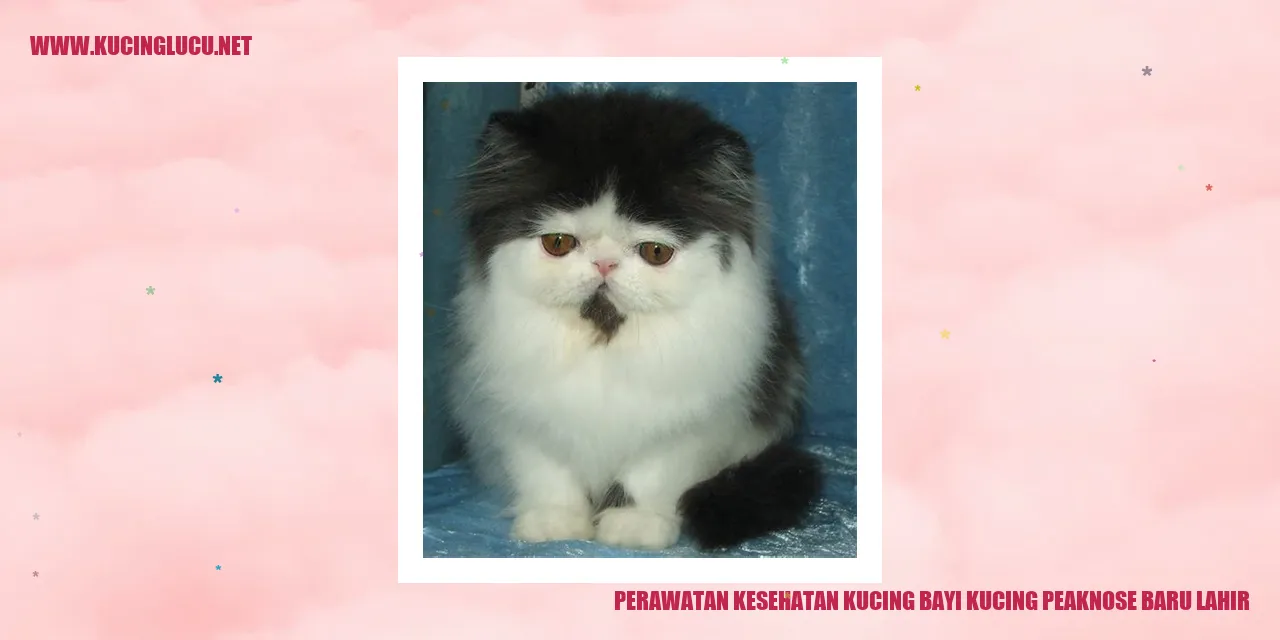 gambar kucing bayi