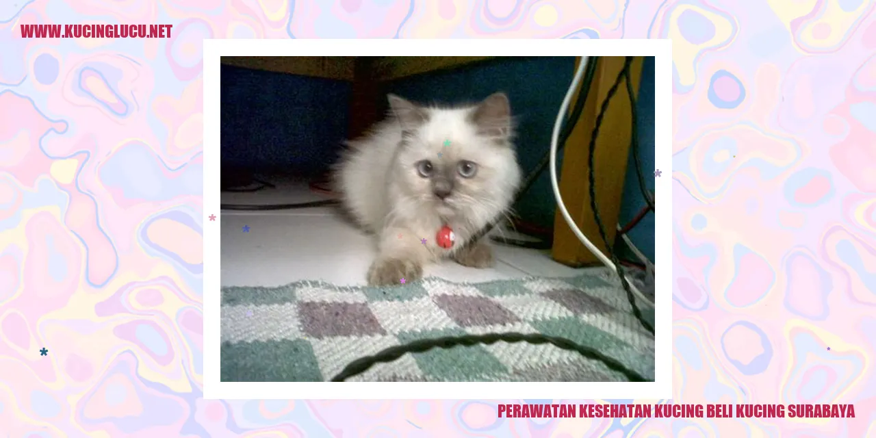 Perawatan Kesehatan Kucing