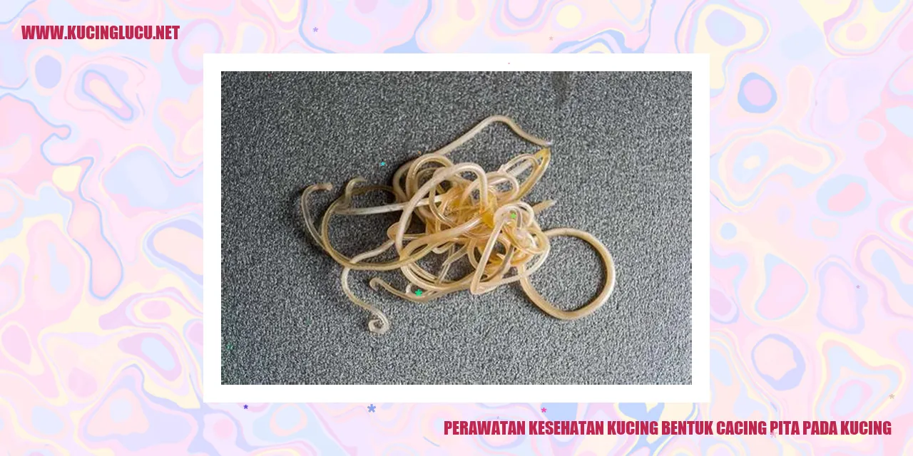 Perawatan Kesehatan Kucing bentuk cacing pita pada kucing