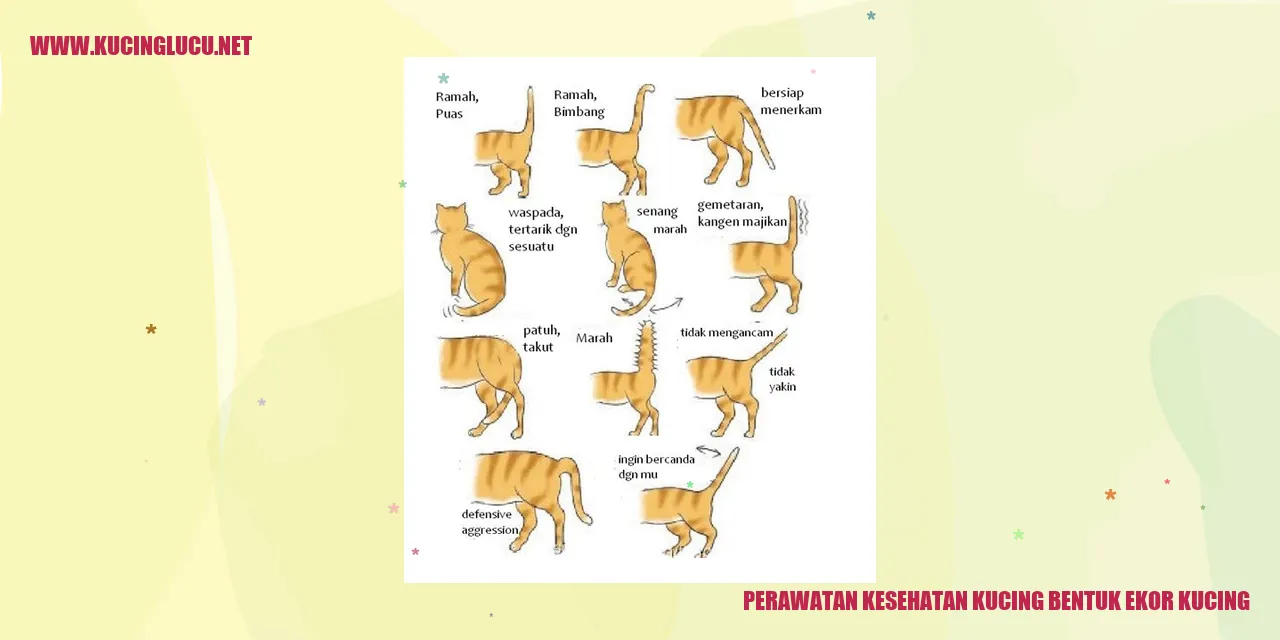 Berbagai Bentuk Ekor Kucing: Jenis, Karakteristik, dan Fungsinya