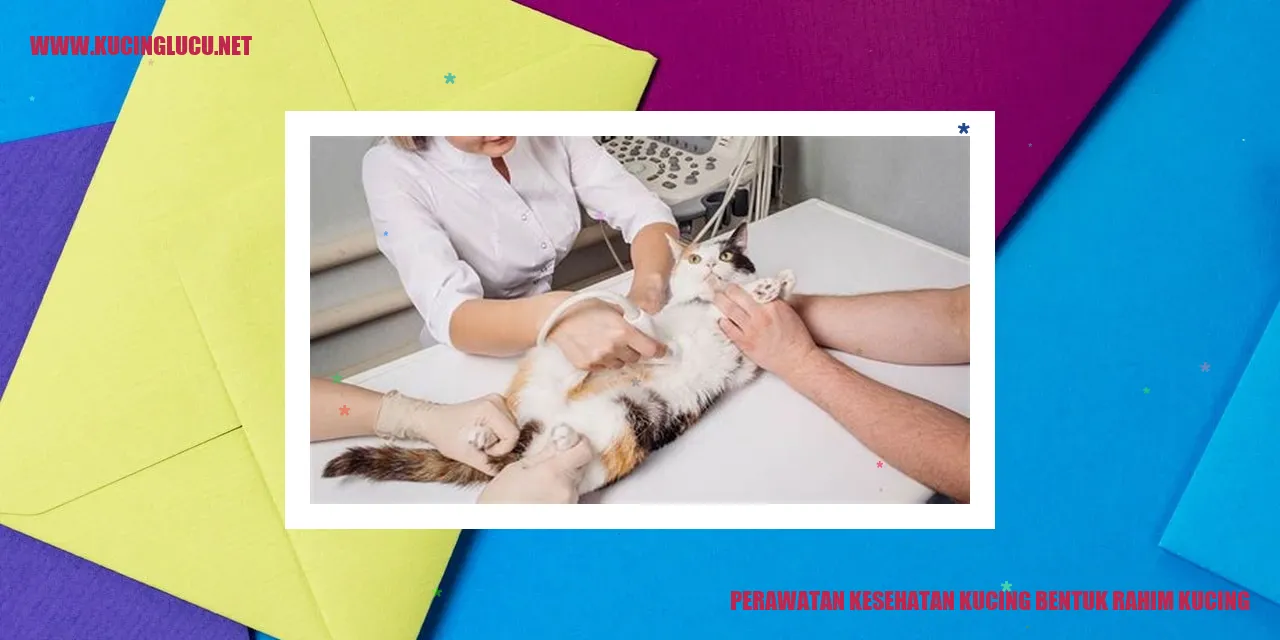 Perawatan Kesehatan Kucing bentuk rahim kucing