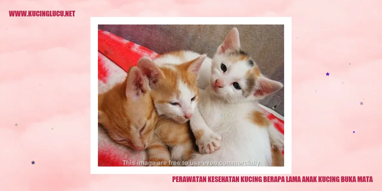 Kucing baru lahir