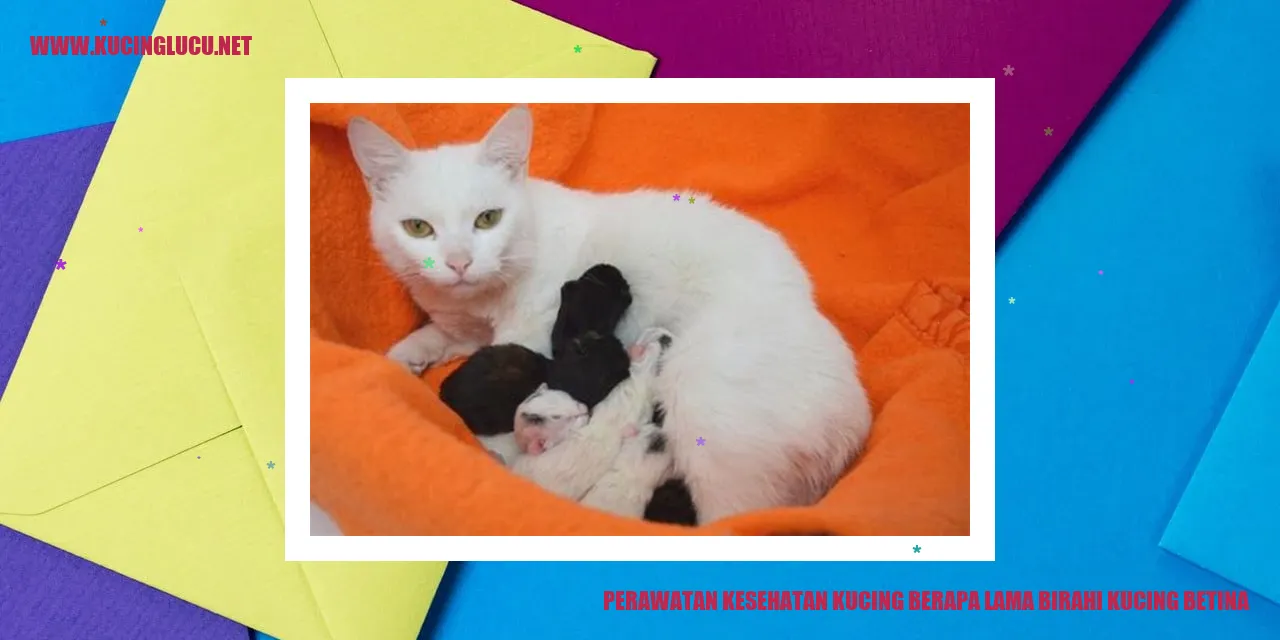 Perawatan Kesehatan Kucing