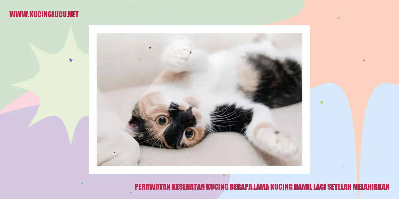 Perawatan Kesehatan Kucing