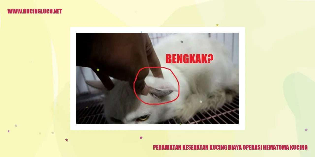 Kucing dengan kebutuhan operasi hematoma