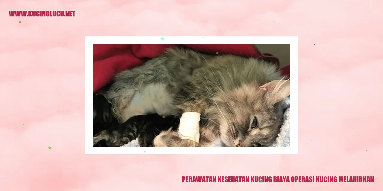Perawatan Kesehatan Kucing
