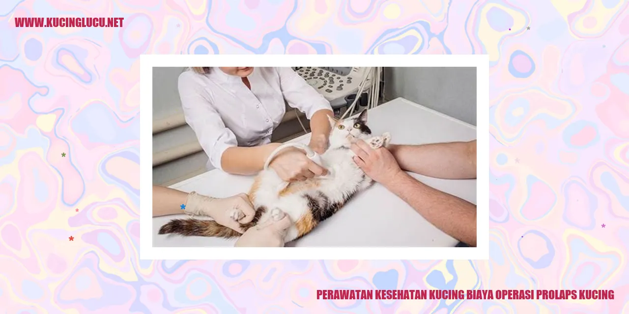 Perawatan Kesehatan Kucing biaya operasi prolaps kucing