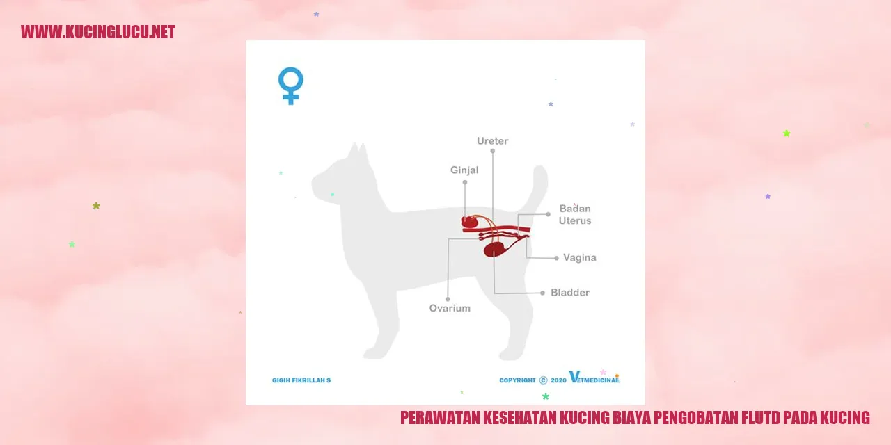 Perawatan Kesehatan Kucing