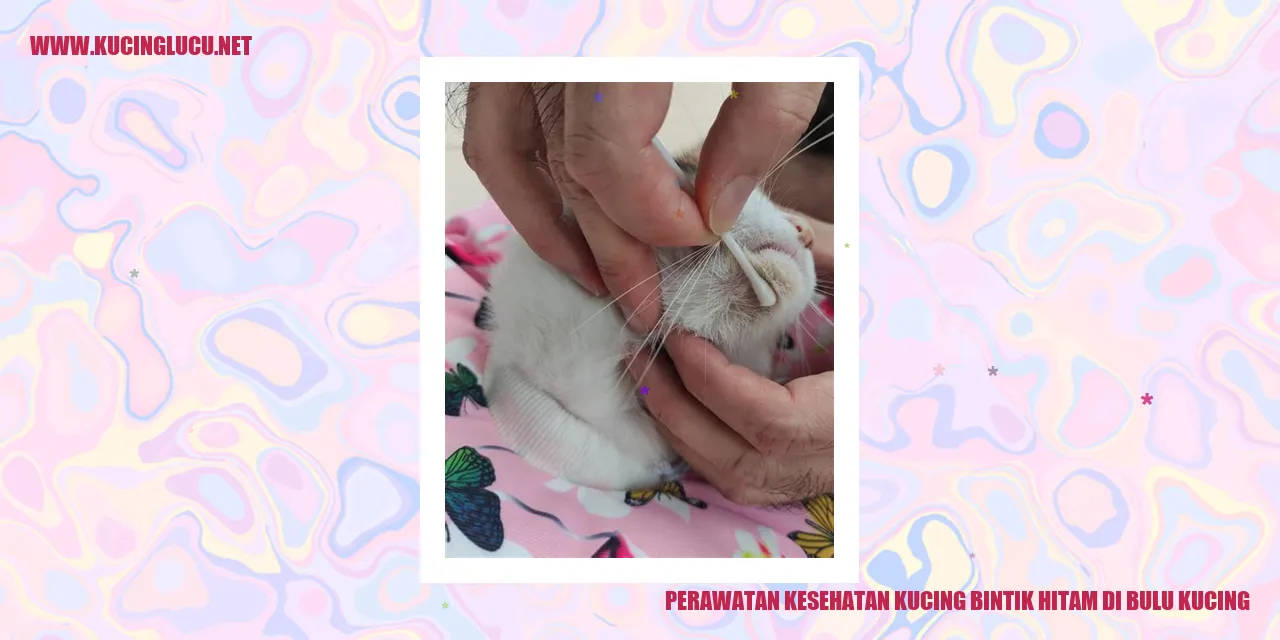 Kucing Bercak Hitam