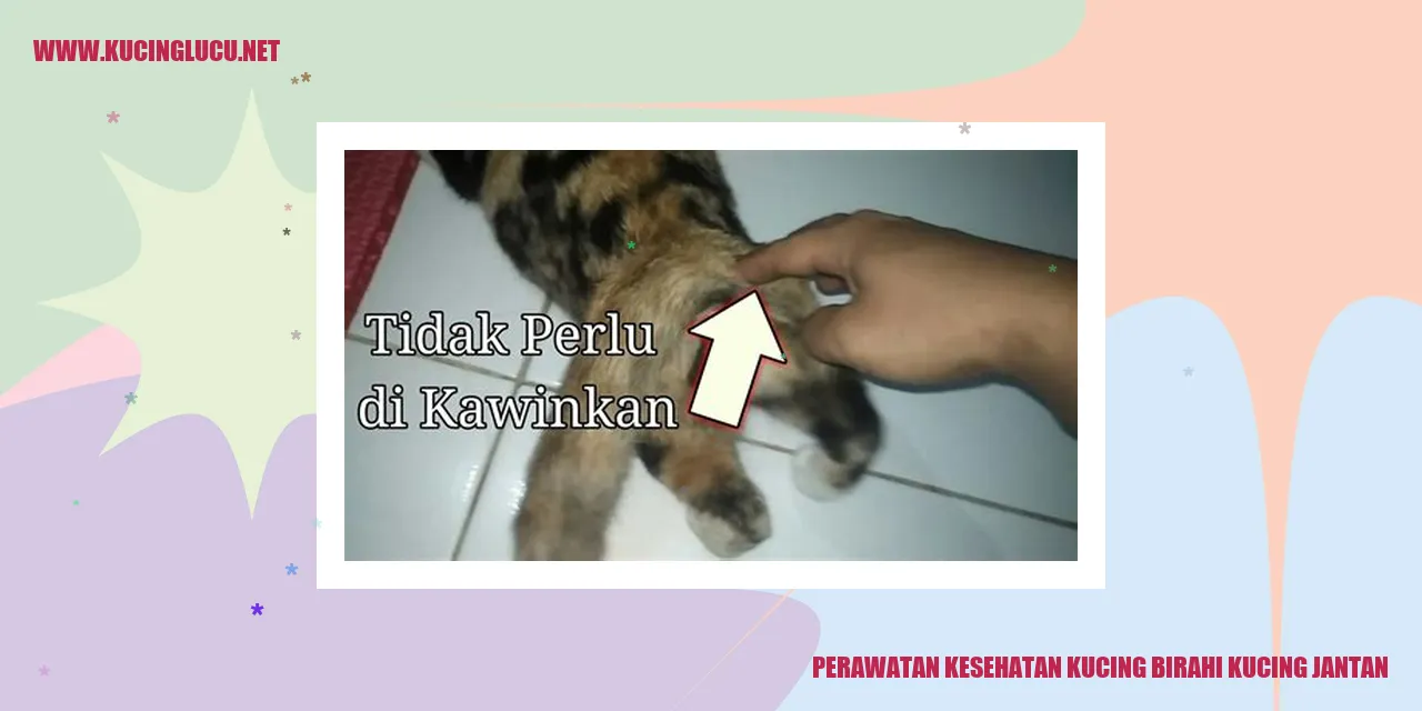 Kucing jantan sedang birahi