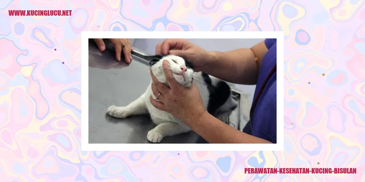 Perawatan Kesehatan Kucing dengan Kucing Bisulan