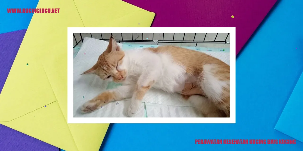 Perawatan Kesehatan Kucing Bius Kucing