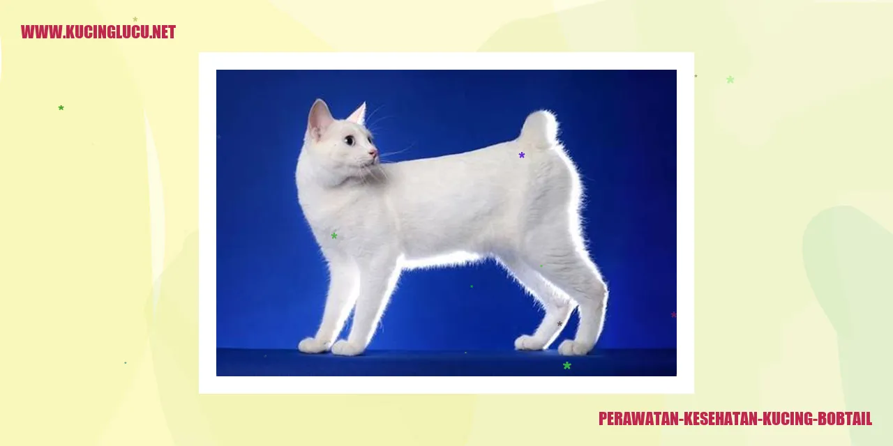 Kucing Bobtail