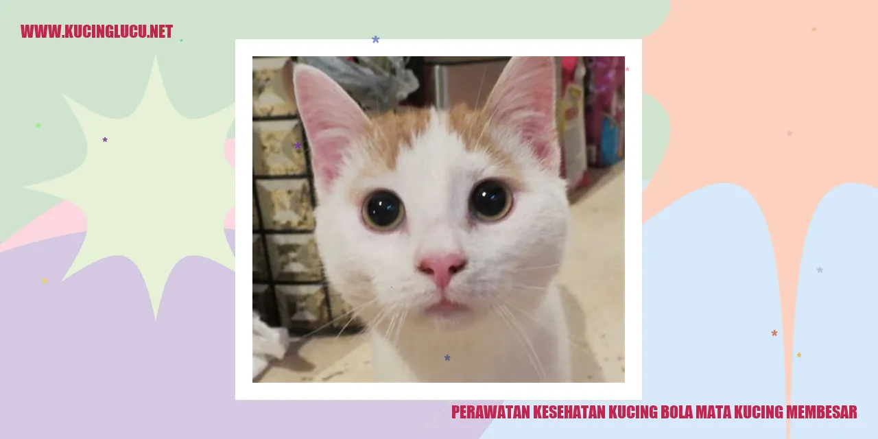 Gambar Kucing dengan Mata Bengkak
