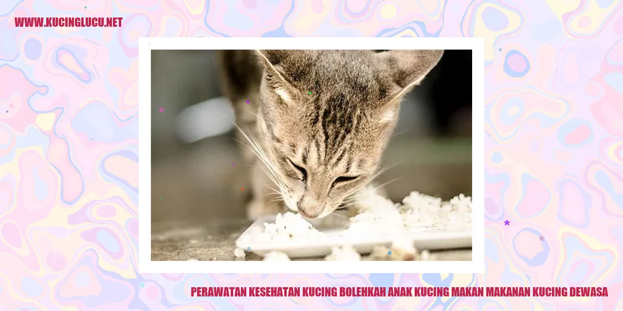 Gambar Kucing