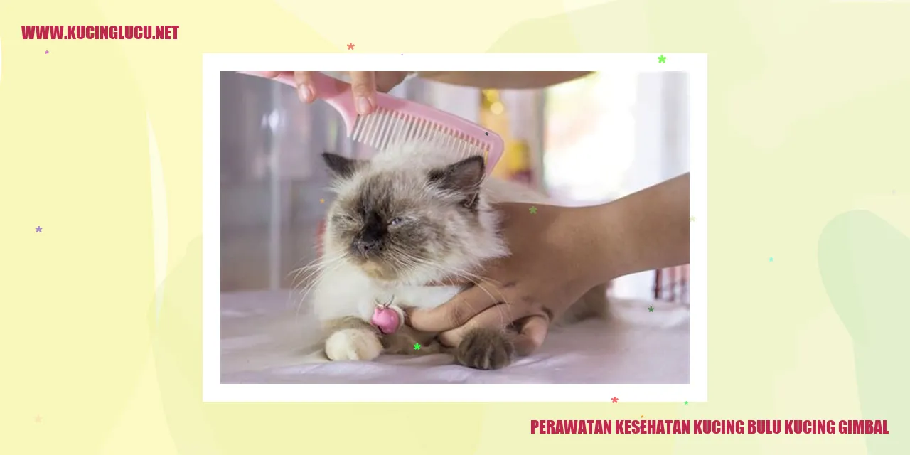 Perawatan Kesehatan Kucing Bulu Kucing Gimbal