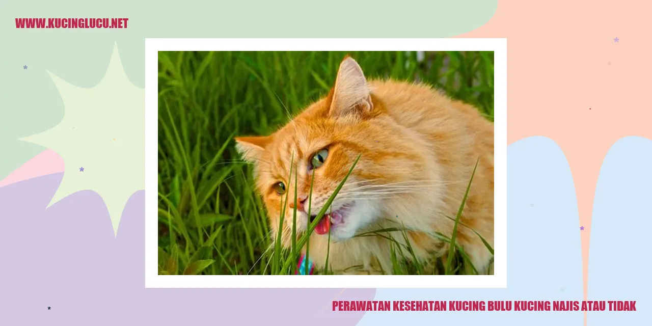 Perawatan Kesehatan Kucing bulu kucing najis atau tidak