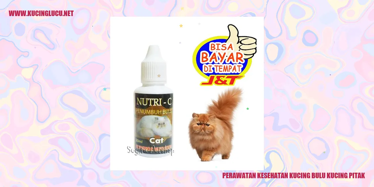 kucing bulu kucing pitak