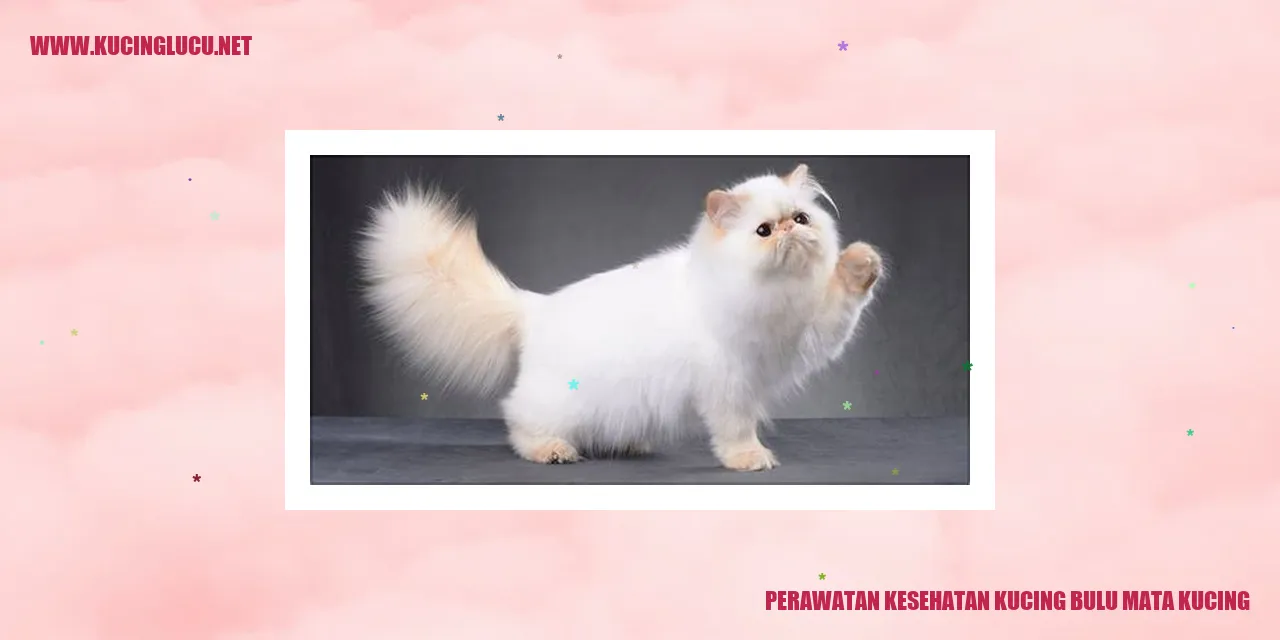 Perawatan Kesehatan Kucing Bulu Mata Kucing