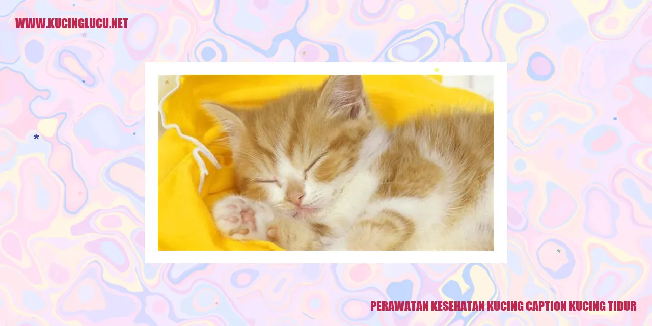 Gambar Kucing Tidur