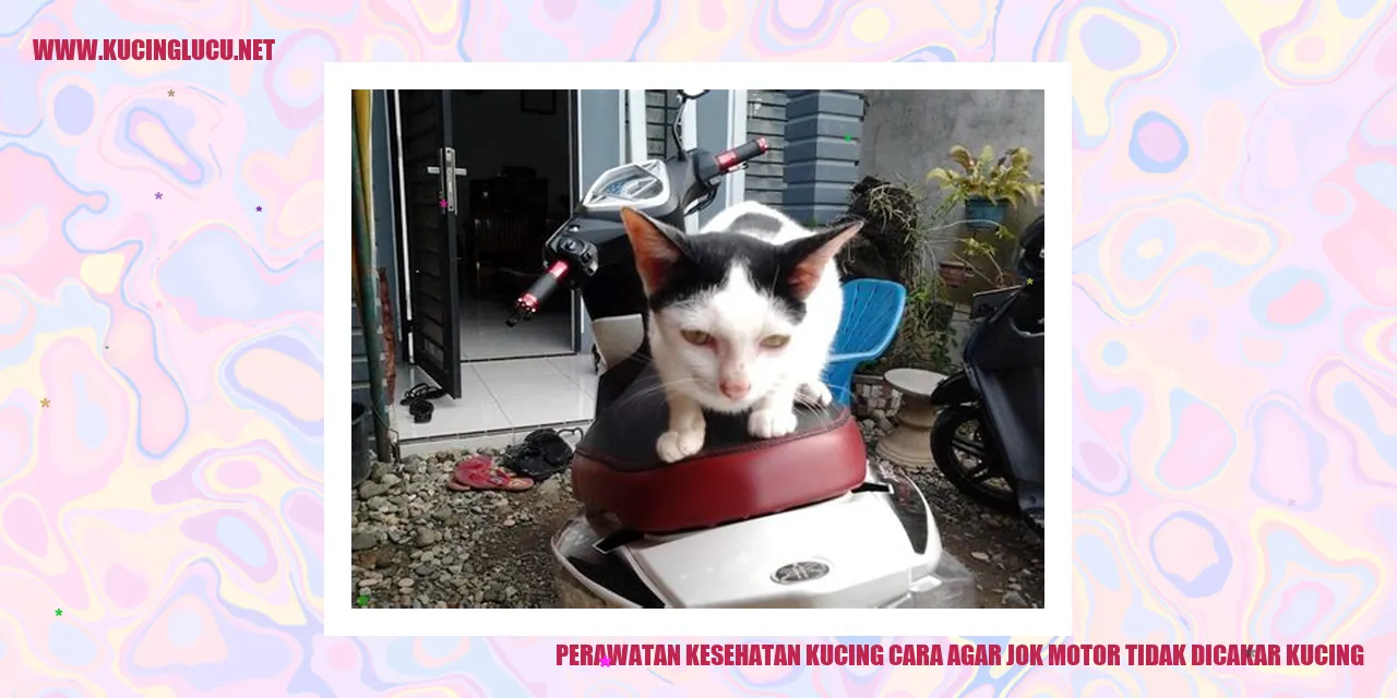 Perawatan Kesehatan Kucing