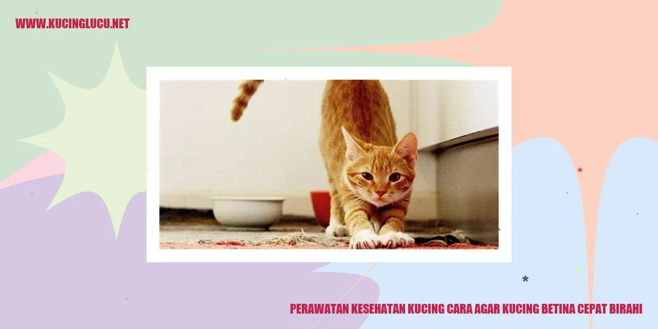 perawatan kesehatan kucing