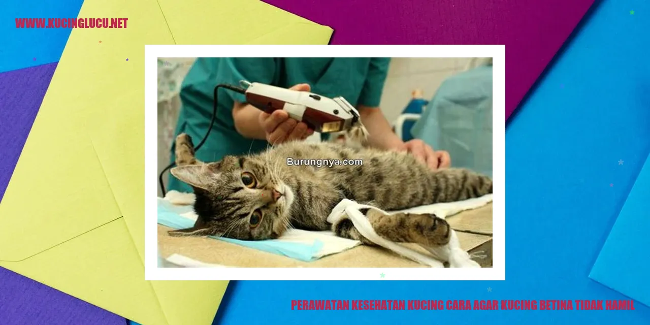 Perawatan Kesehatan Kucing: Cara Agar Kucing Betina Tidak Hamil