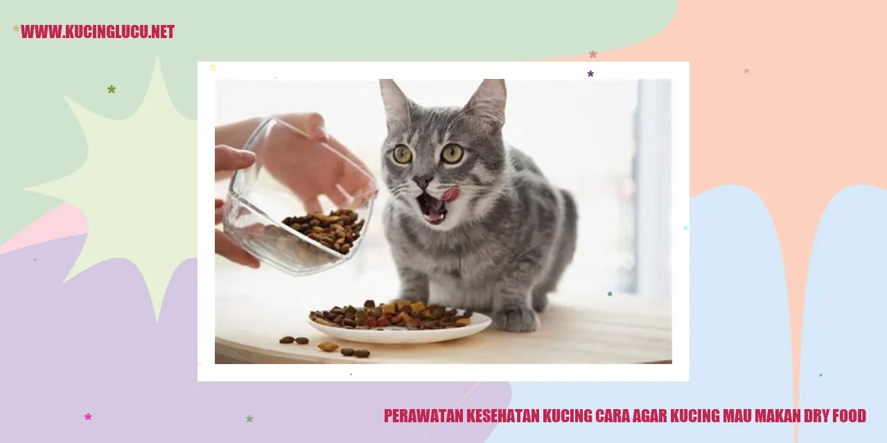 Gambar Kucing yang Makan Dry Food