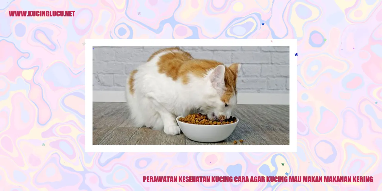 Kucing Mengkonsumsi Makanan Kering