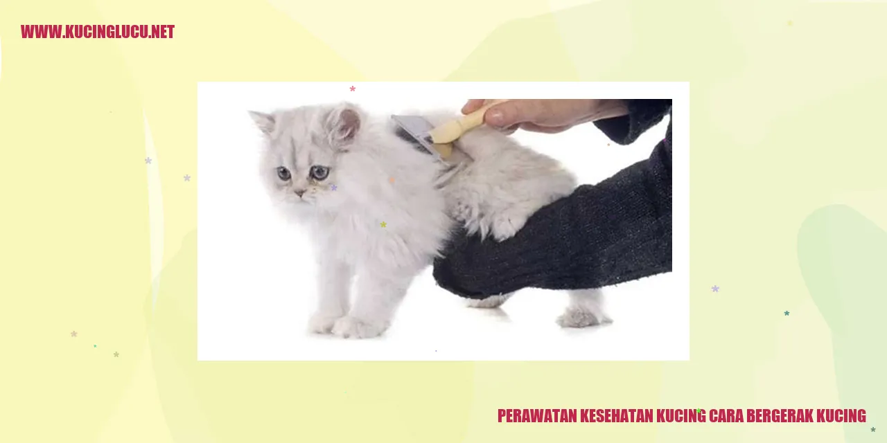 Gambar Kucing Berjalan