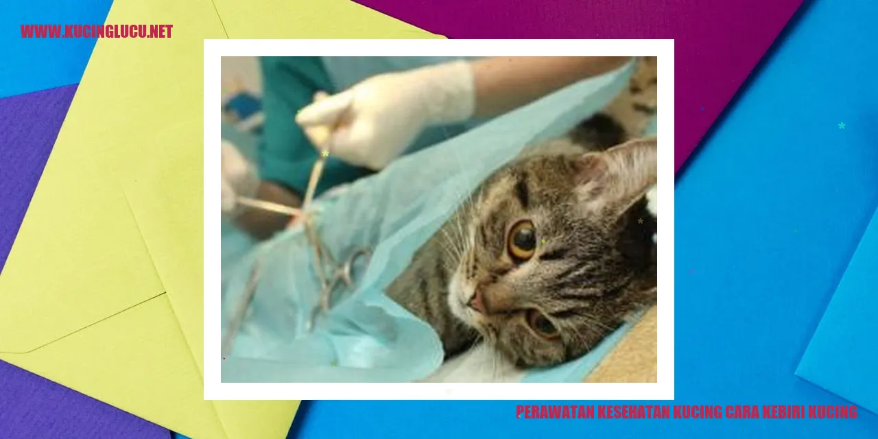 Perawatan Kesehatan Kucing cara kebiri kucing