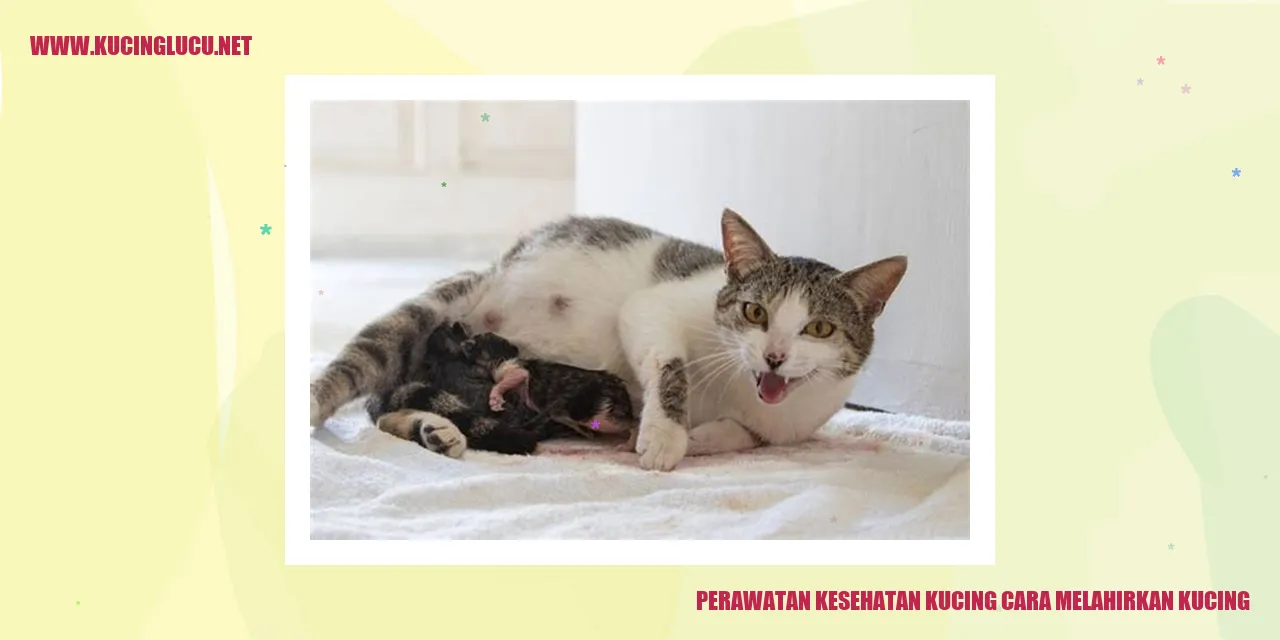 Perawatan Kesehatan Kucing cara melahirkan kucing