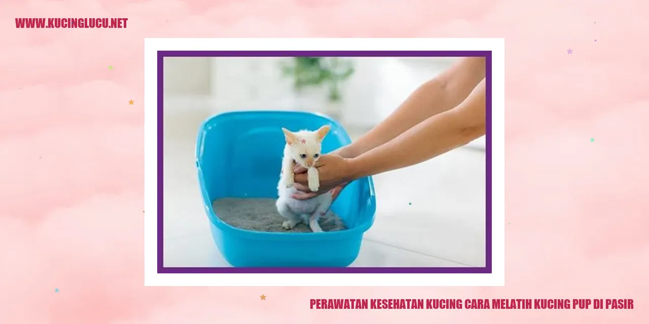 Kucing di pasir