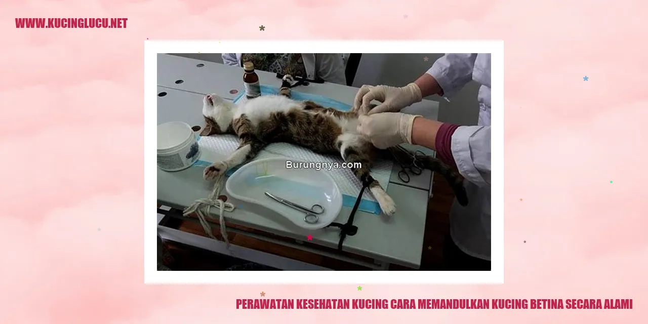 Perawatan Kesehatan Kucing