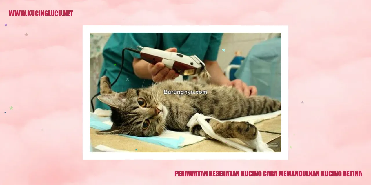 Kucing Betina