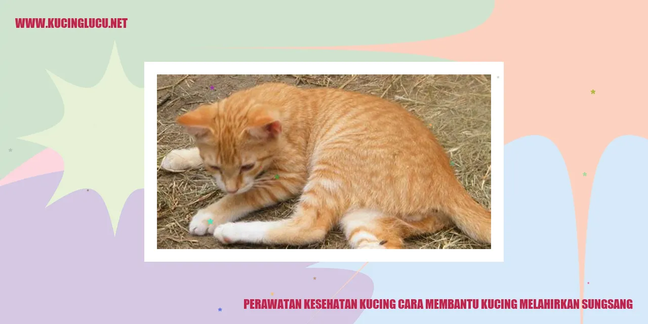 Perawatan Kesehatan Kucing cara membantu kucing melahirkan sungsang