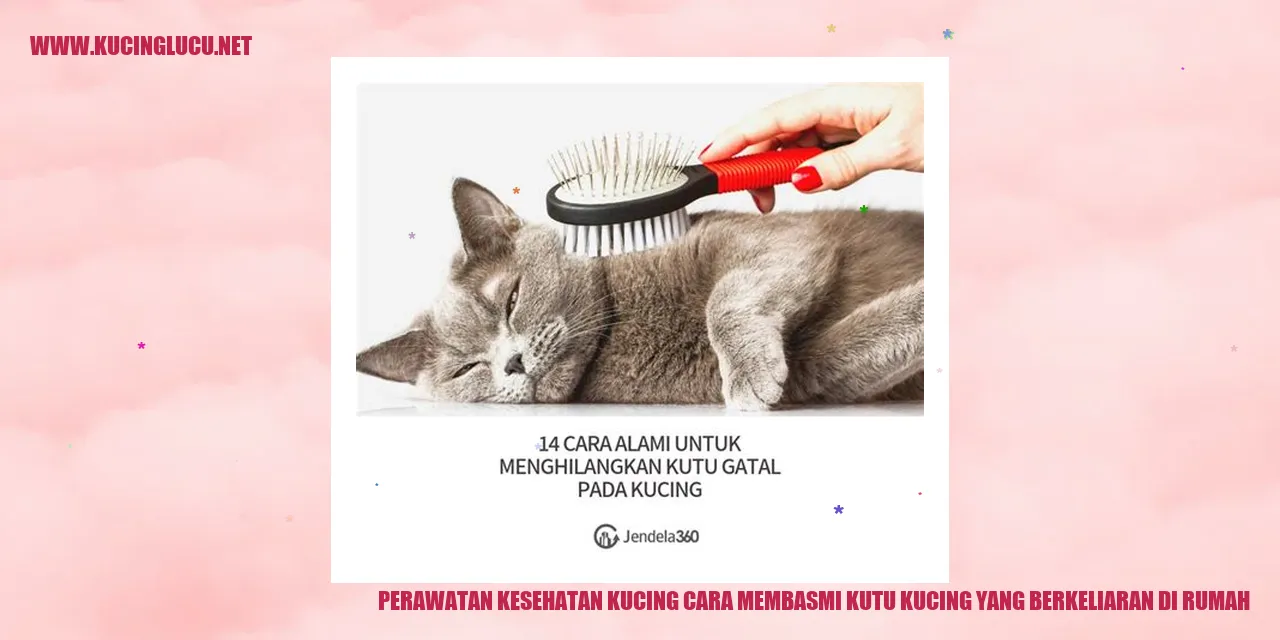 Gambar kutu kucing