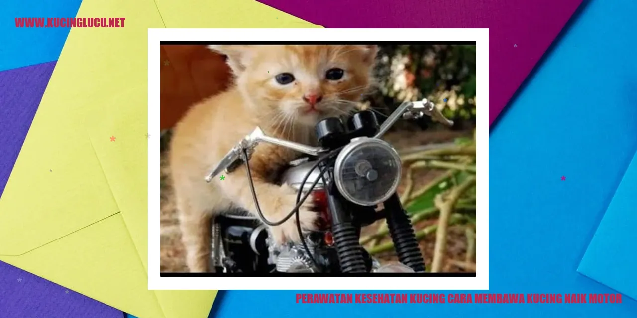 Gambar Kucing Naik Motor