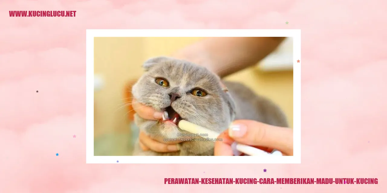 Kucing Mengonsumsi Madu