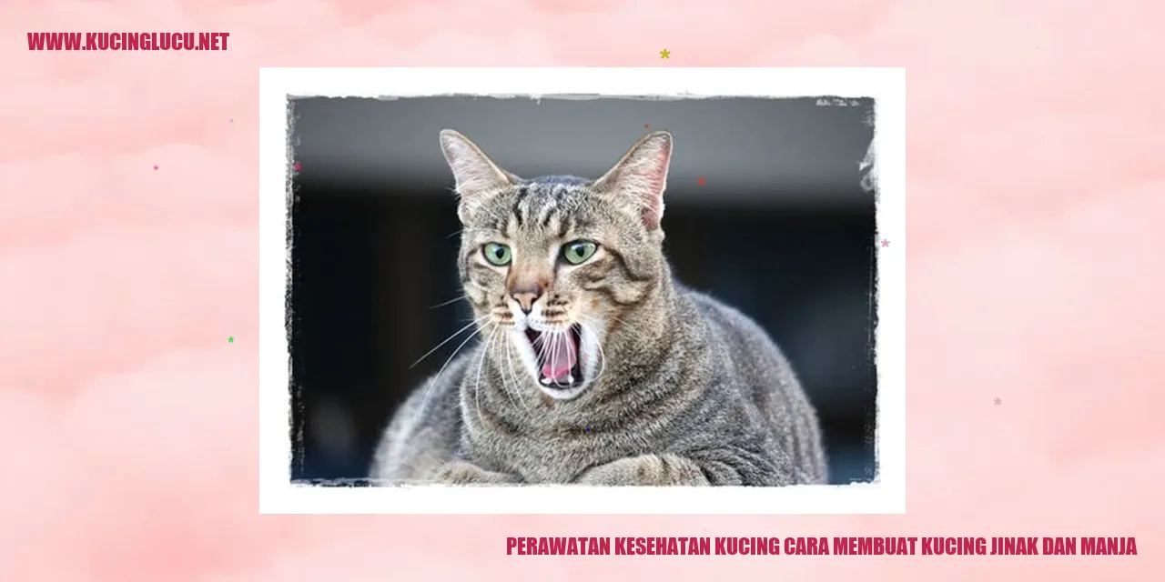 Perawatan Kesehatan Kucing