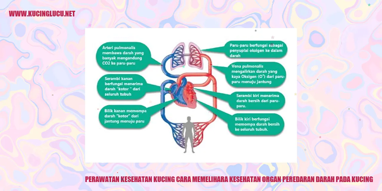 gambar kucing sehat