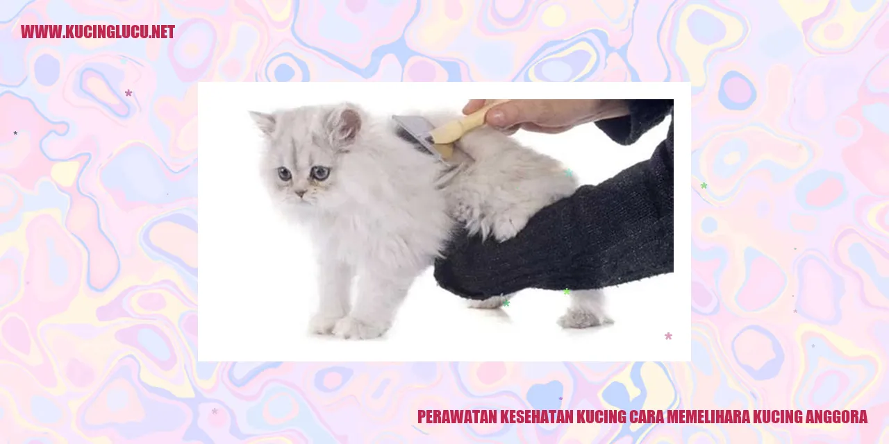 Perawatan Kesehatan Kucing Anggora