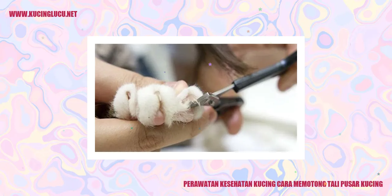 gambar kucing yang sedang disembuhkan