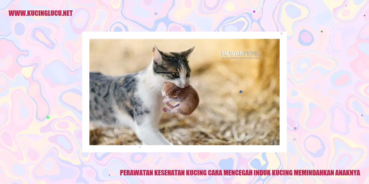 Perawatan Kesehatan Kucing