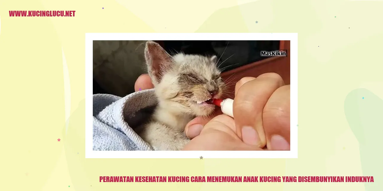 Gambar Lucu Kucing
