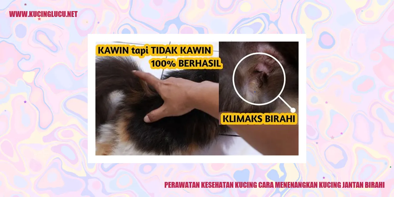 Gambar Kucing Jantan Saat Birahi
