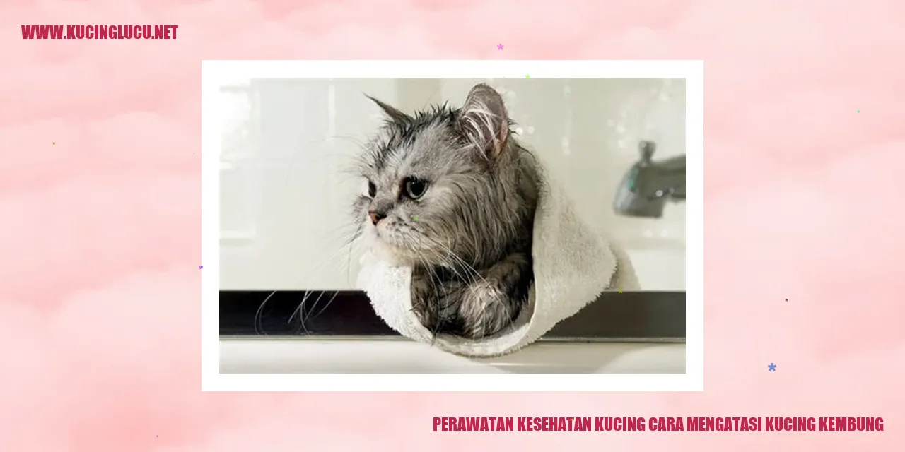 Perawatan Kesehatan Kucing cara mengatasi kucing kembung