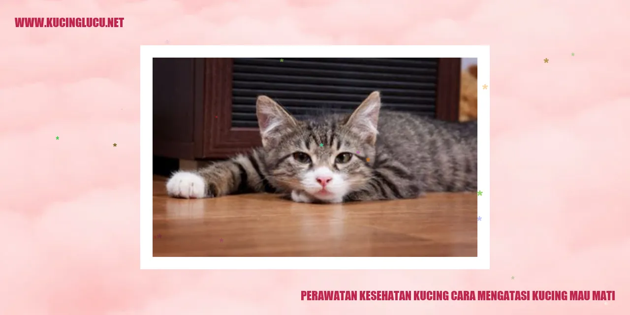 Perawatan Kesehatan Kucing