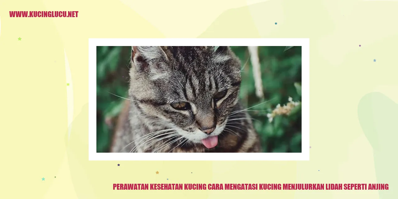 Perawatan Kesehatan Kucing
