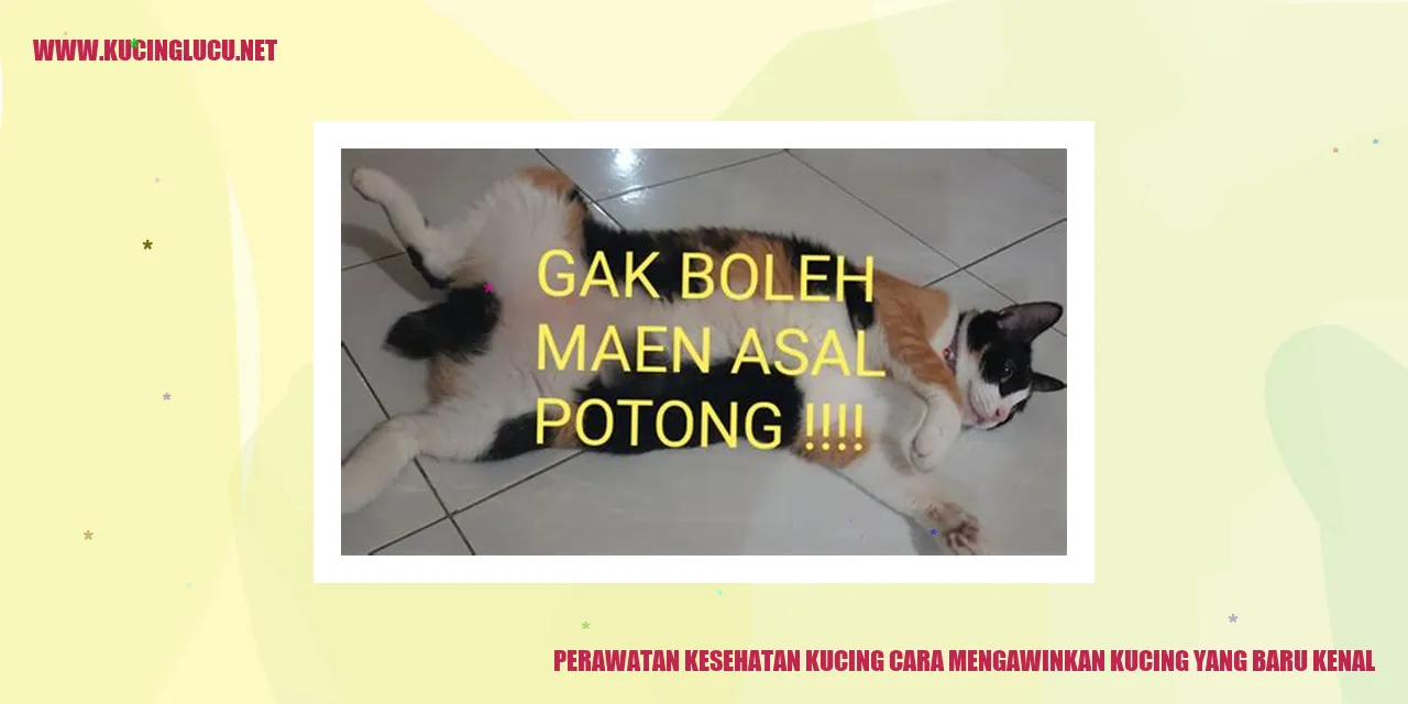 Gambar Kucing Mengawinkan